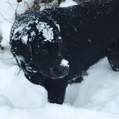 Blanding af racer Nala 