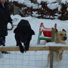 Blanding af racer Nala 