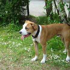 Amerikansk bulldog Kingston