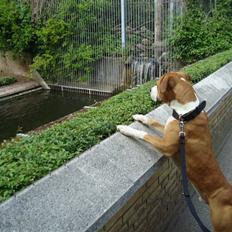 Amerikansk bulldog Kingston