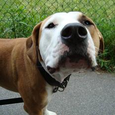 Amerikansk bulldog Kingston