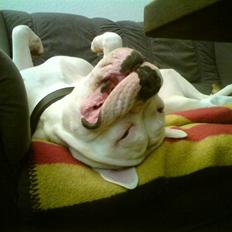 Amerikansk bulldog Hector