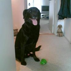 Blanding af racer Charlie R.I.P 