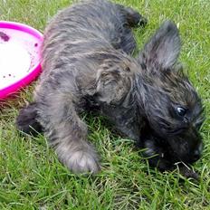Cairn terrier Maya