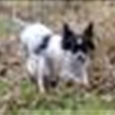 Blanding af racer Daisy