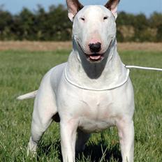Bullterrier Rightstuff King to Anzesa