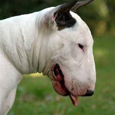 Bullterrier Rightstuff King to Anzesa
