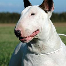 Bullterrier Rightstuff King to Anzesa