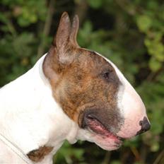 Bullterrier Anzesa Ineffable Isaac