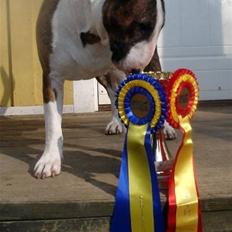 Bullterrier Anzesa Ineffable Isaac