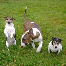 Bullterrier Anzesa Ineffable Isaac