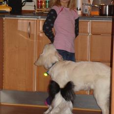 Golden retriever BALOU