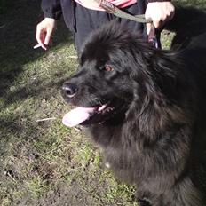 Newfoundlænder Freja