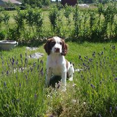 Engelsk springer spaniel Floras Fagus