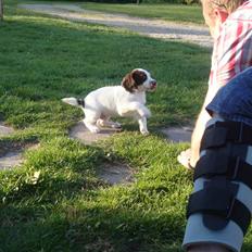 Engelsk springer spaniel Floras Fagus