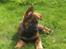 Schæferhund Kenzally´s Alpha (Kenzo) R.I.P   : (