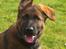 Schæferhund Kenzally´s Alpha (Kenzo) R.I.P   : ( - se hvor fint hans ene øre står op nu : )