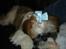 Shih tzu malu