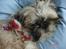 Shih tzu malu