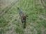 Blanding af racer Bailey. R.I.P. <3 - Bailey , på tur i stubmarken :)