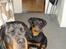 Rottweiler Berta