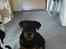 Rottweiler Berta