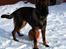 Schæferhund Kenzally´s Alpha (Kenzo) R.I.P   : ( - Min smukke Kenzo i sneen..  7 md gammel