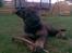 Schæferhund Kenzally´s Alpha (Kenzo) R.I.P   : ( - hvaaa mor skal jeg nu have tage billeder igen : )