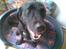 Labrador retriever Basse R.I.P