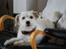 Blanding af racer jack Død d.18/12-10 :´(