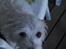 Blanding af racer jack Død d.18/12-10 :´(