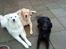 Labrador retriever Basse R.I.P