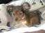 Russisk toy terrier CoCo
