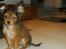 Russisk toy terrier CoCo