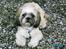 Shih tzu Anton - Se jeg er ny klippet 