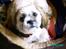 Shih tzu Anton - Jeg har lige fået en " morfar "