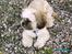 Shih tzu Anton