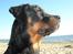 Rottweiler Rico R.I.P 9-7-2009