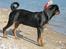 Rottweiler Rico R.I.P 9-7-2009