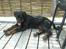 Rottweiler Rico R.I.P 9-7-2009