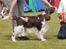 Engelsk springer spaniel Nulletullen - BIR og DKCH