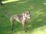 Blanding af racer Lady R.I.P. 2010