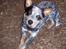 Australsk cattledog Amy 