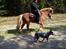 Australsk cattledog Amy 