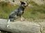 Australsk cattledog Amy 