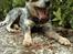 Australsk cattledog Amy 