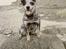 Australsk cattledog Amy 