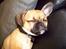 Blanding af racer Albert (Mops/chihuahua)