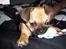 Blanding af racer Albert (Mops/chihuahua)