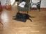 Labrador retriever Tess - hun ligger lige og slapper af ;) 